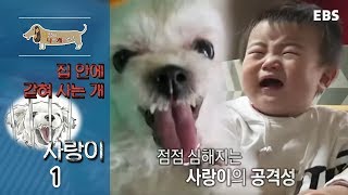 세상에 나쁜 개는 없다  집 안에 갇혀 사는 개, 사랑이_#001