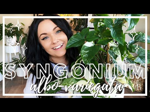 Syngonium Albo Variegata | Houseplant Care