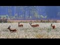 Косули. Осень. Roe deer. Autumn.