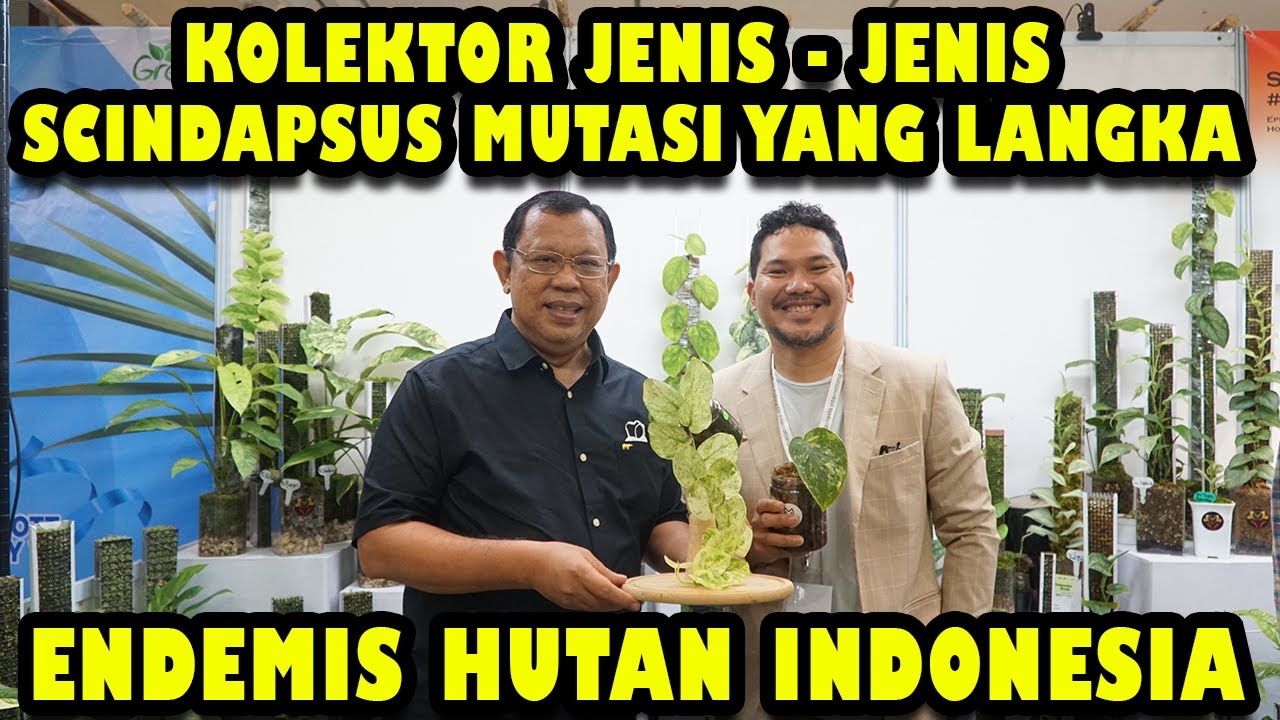 KOLEKTOR JENIS2 SCINDAPSUS MUTASI YG LANGKA ENDEMIS HUTAN INDONESIA
