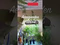 😳GIANT Indoor Dill Plant: Aerogarden Update🪴⭐️my creative space short✨aerogarden tour shorts video