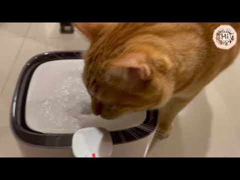 【巧克力】『橘子冰的日常』－ 橘子冰的新年禮物～貓咪飲水機！