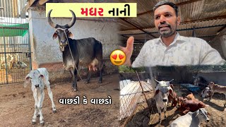 હજી કાલે અનુમાન કર્યું અને આજે નાની મધર વિયાણી🥰 | શું લઈ આવી હશે ?😇