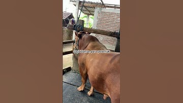 Leher beton b0k0ng s3m0k #sapi #cow #sapisuper #peternakgirsereng #kandangpetani