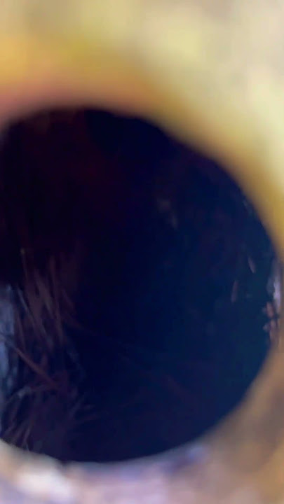 Bluebird Babies on the way #shorts #bluebird