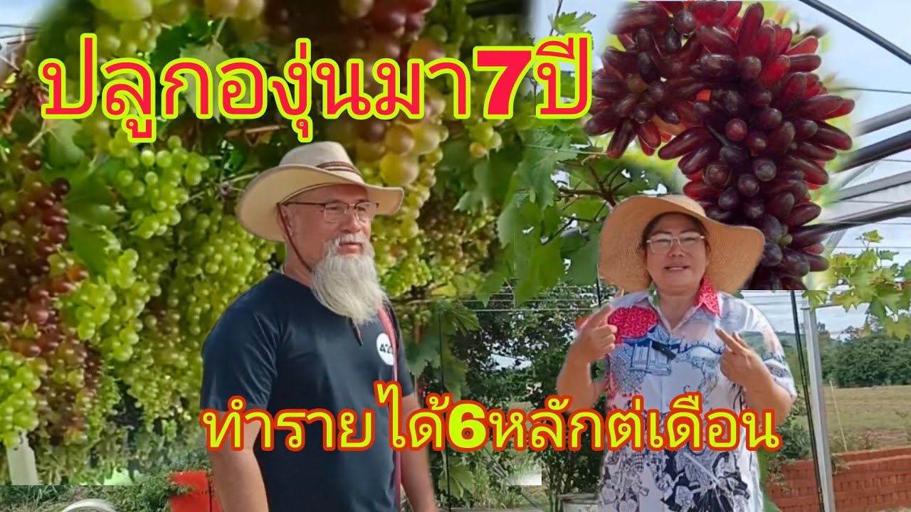 คุณตาคุณยาย ทำไร่องุ่นมา7ปีสร้างรายได้6หลักต่อเดือน ด้วยเทคนิคง่ายๆ