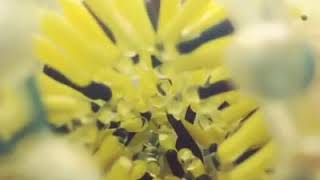 Inside View Flexible Material