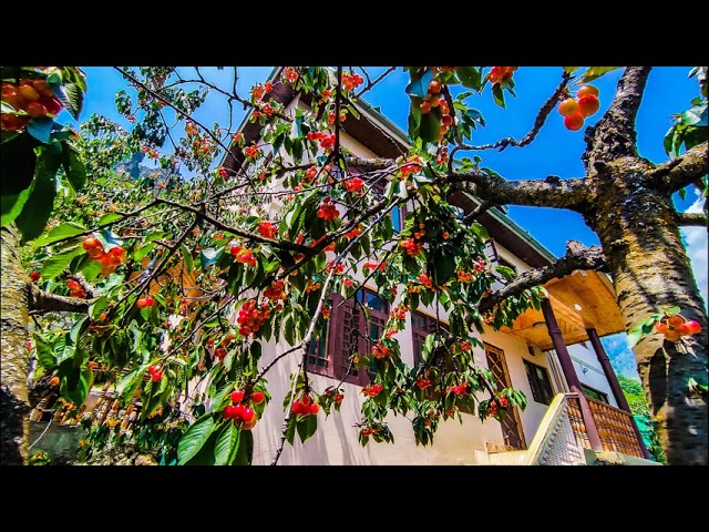 Cherrytree Resort-Inside-Outside