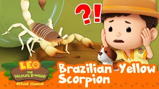 The SCORPION is POISONOUS!! 🦂 Brazilian Yellow Scorpion | Leo the Wildlife Ranger | Kids Cartoons