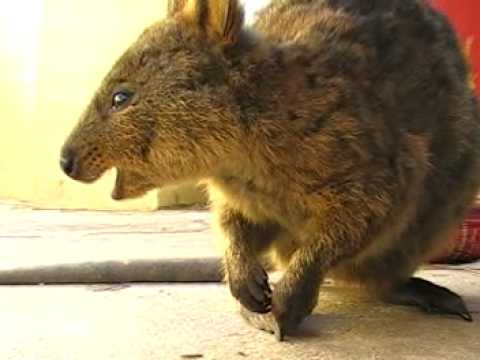 What do quokkas eat?