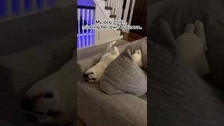 what is it about the doorbell?