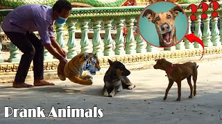Fake Tiger Prank Vs Real Dog With Funny Surprise Scared Reaction _ Try Not To Laugh Funny Video