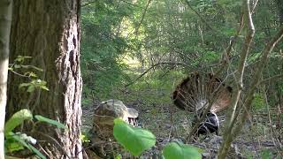 Dad's Maine Turkey Hunt May 15, 2021