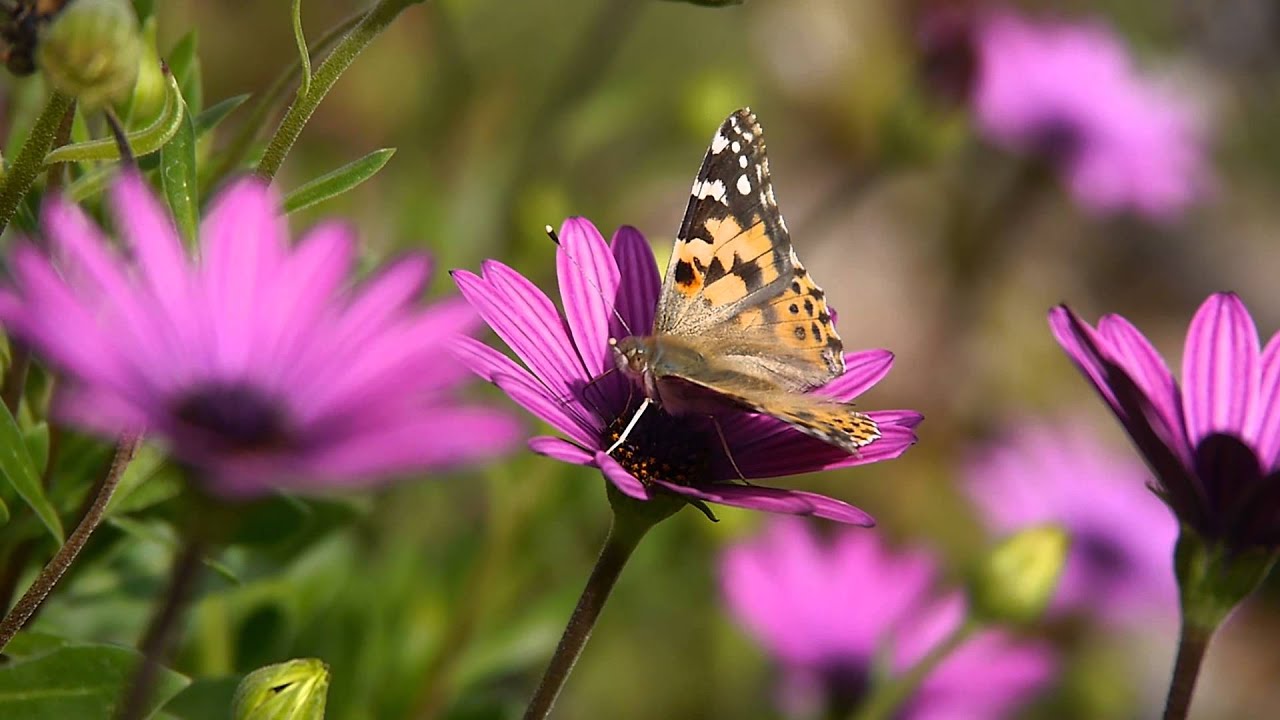 Butterfly pollinating flower YouTube