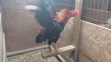 Qaib vam txos update 10/31/2025 