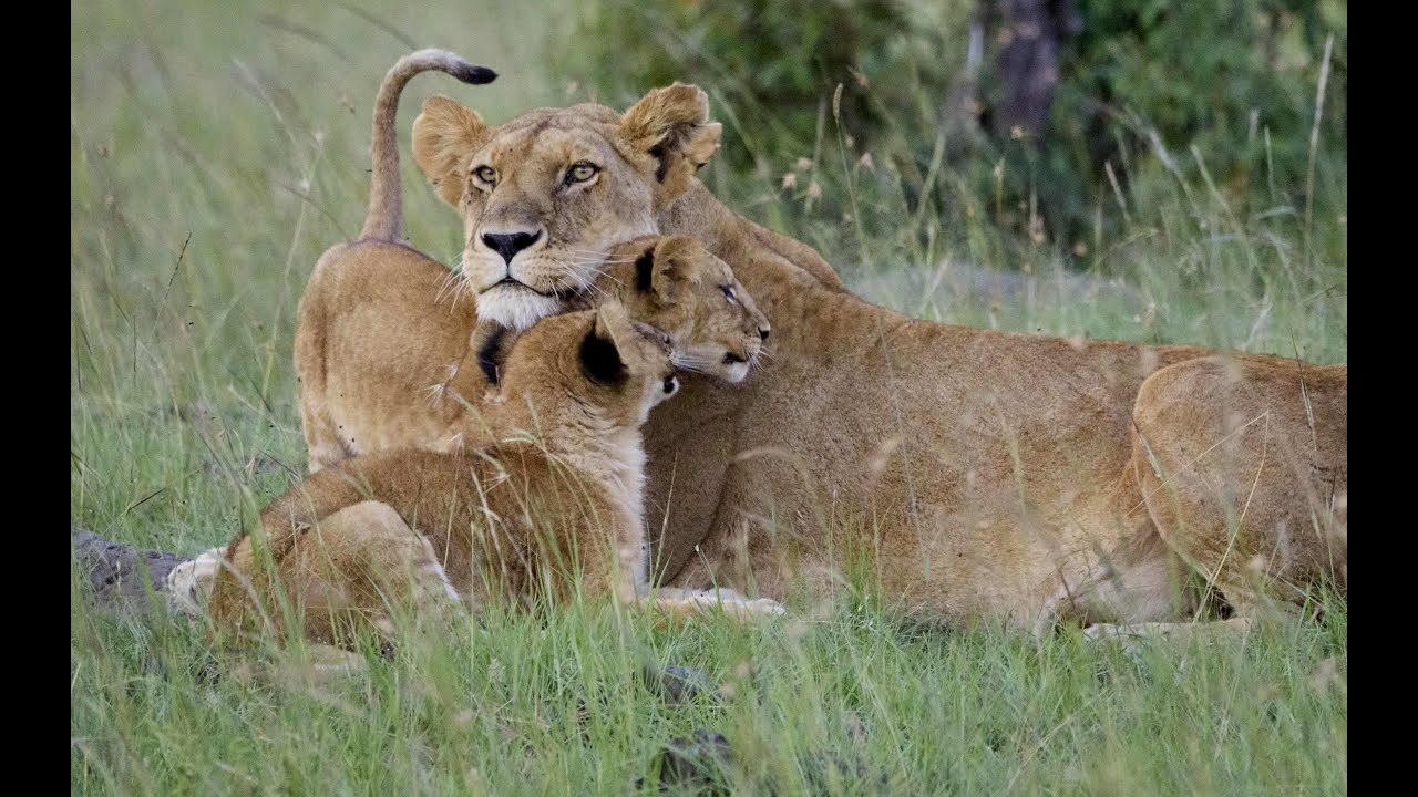 Three lion cubs getting affection from lionesses, Mara North, Kenya