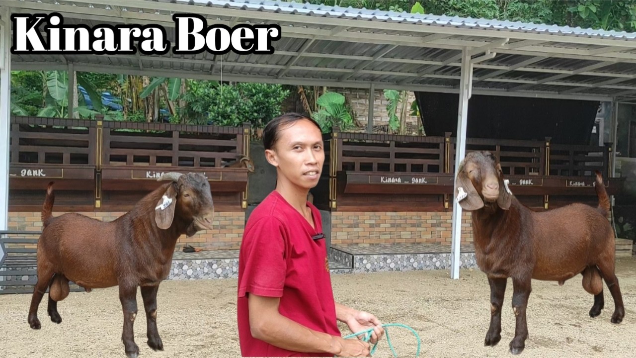 KANDANG MINIMALIS DI DEPAN RUMAH @alekbudisantoso9048 