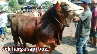 CEK HARGA SAPI DI PASAR HEWAN MUznTILAN MAGELANG JAWA TENGAH