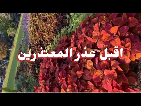 اذا اتاك احدا لي يعتذر منك ففتح قلبك اقبل عذر المعتذرين