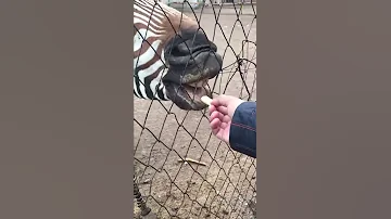 This how Zebra eats! / Вот так вот едят Зебры