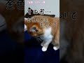 猫からの一句　#35【ルディーさま】#猫野芭蕉#猫一句