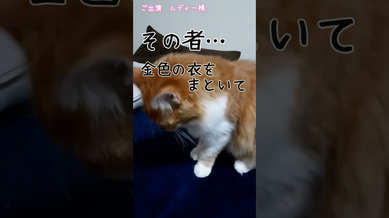 猫からの一句　#35【ルディーさま】#猫野芭蕉#猫一句