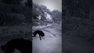 Wolf in Village #wolfsounds #relaxinwolf #animals #wolf #wolfsong #forest #shorts part 9