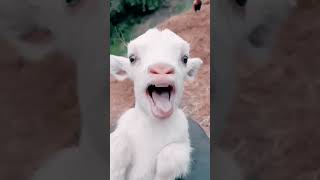 Goat Sound Video #cute #goat Resimi