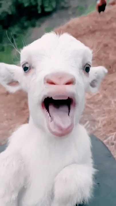 Goat Sound Video #cute #goat