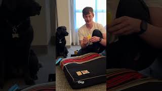 A Hotel Gave My Guide Dog a Gift! 🦮