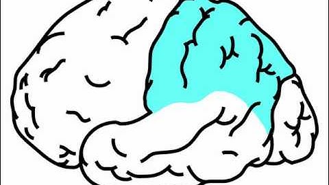 Neuro Exam ; Mental Status : Anatomy Parietal Lobes