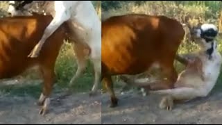 Funny ANIMAL Videos is ALL we Need 😆😆 TRY NOT TO LAUGH OR SMILE ★89