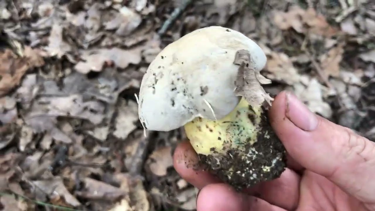 Боровик укорінений . Брати чи не брати