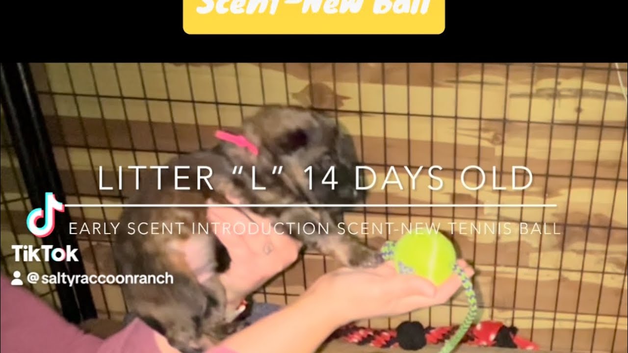 Early Scent Introduction with Neonate Puppies