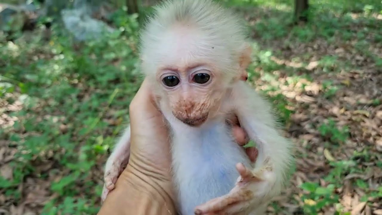 捨てられた赤ちゃん猿 , 生まれたばかりの猿 - YouTube