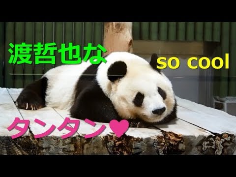 【パンダ】PANDA  渡哲也に見えてしまうCUTE♥タンタン♪