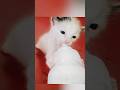 അണ്ണാൻകുഞ്ഞുപോൽ എന്നാലായത്.😻 #shorts #cat #kitten #family #pets #trending #viral