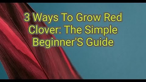 3 Ways To Grow Red Clover: The Simple Beginner