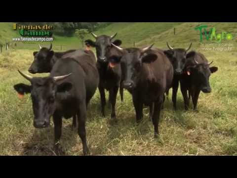 Video: ¿Qué animal produce carne de ternera?