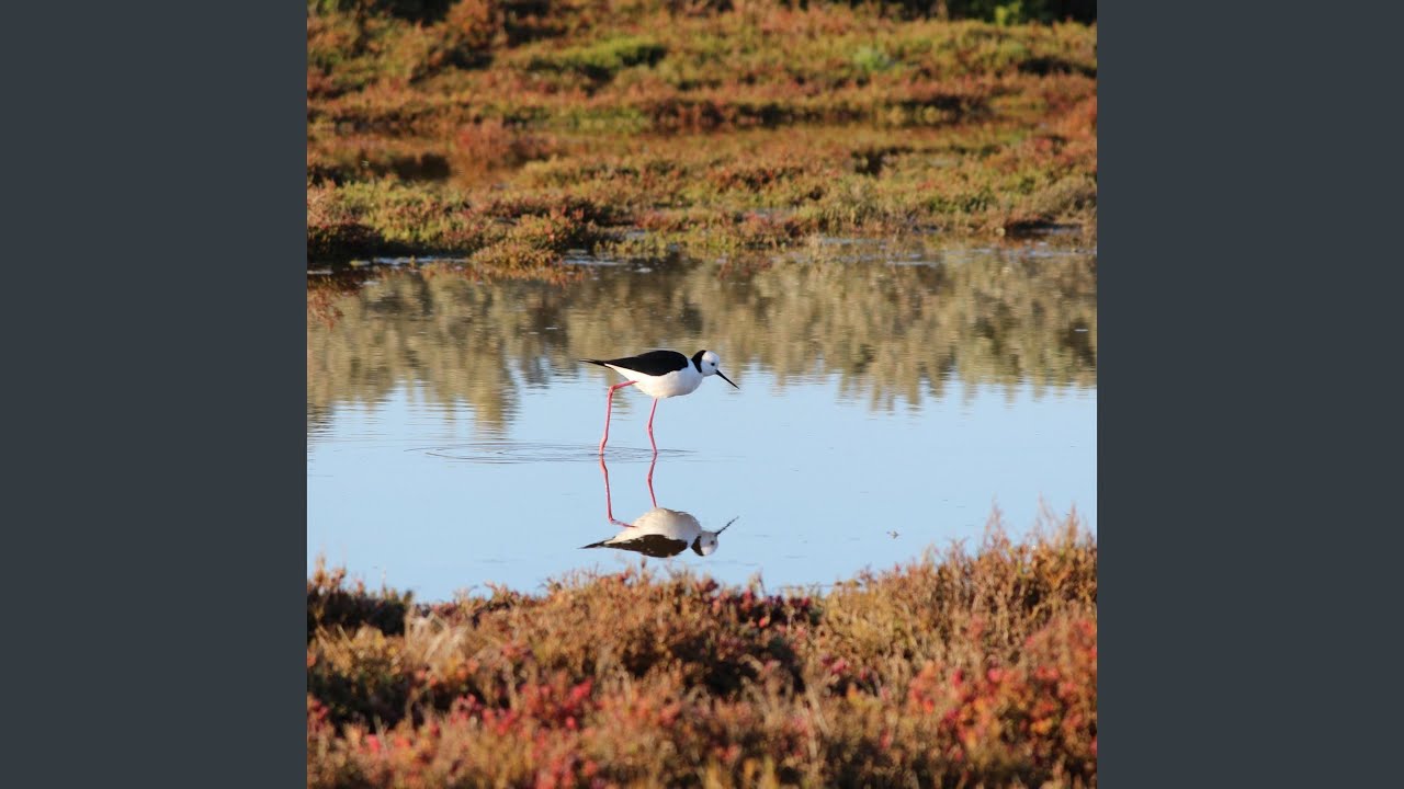 Dyers Tuning Fork Mushroom