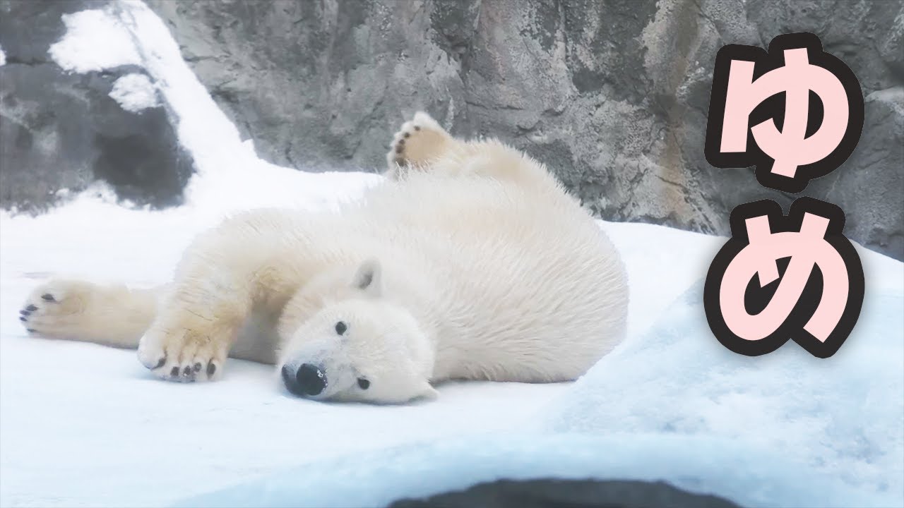 Polar bear Yume|ホッキョクグマ シロクマ ゆめ 旭山動物園 - YouTube