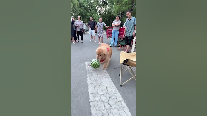这不煮熟的鸭子都给飞了#萌宠#金毛#狗狗