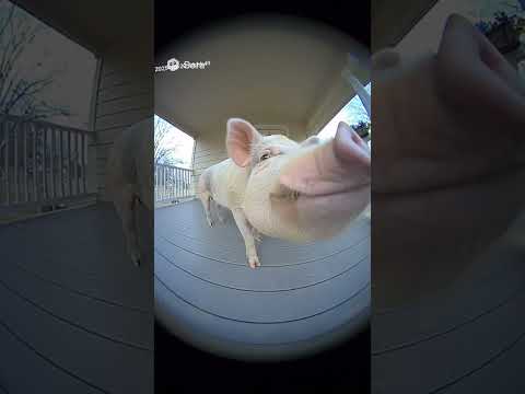 Nasty Funny Fypシ Viral