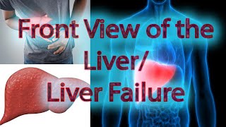 Front View of the Liver/Liver failure