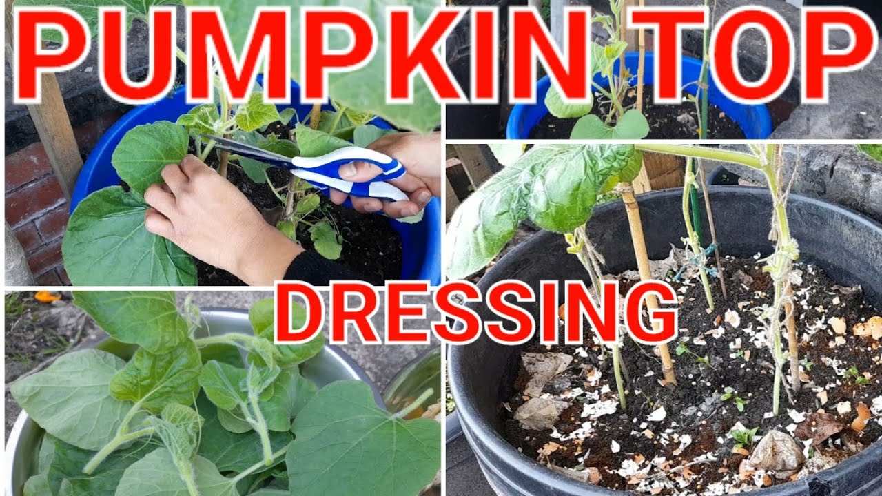 How I Am Doing Top Dressing Fertilizer YouTube How I Am Doing Top Dressing Fertilizer YouTube