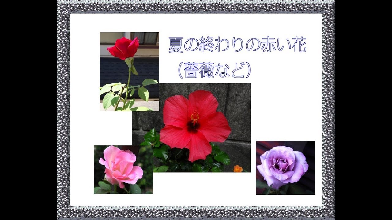 夏の終わりの赤い花 鉢の薔薇を中心に ハイビスカスとかも Youtube