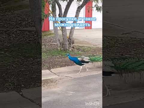 #шортс #прогулка #короткиевидео #павлин #shorts #youtubeshorts #shortvideo #short #птицы #walking