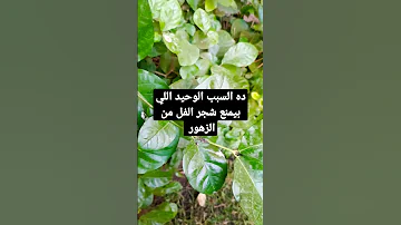 الزراعة المنزلية السبب الذي يمنع الفل من الزهور 