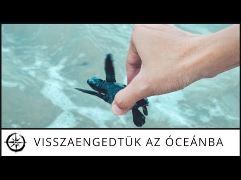 Videó: Hogyan Vigyázzunk Egy Vízi Teknősre