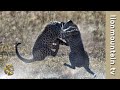 Big Leopard fight over territory | WILDLIFE CLASSICS
